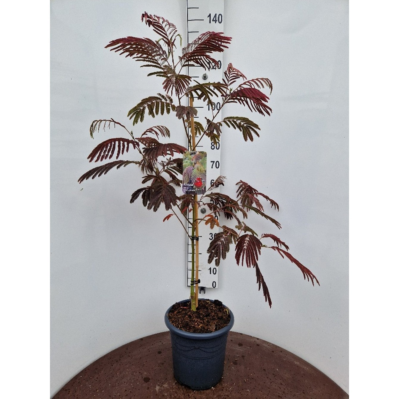 Silkesträd – Albizia julibr. 'Evey's Pride' - C20 100-125 CM